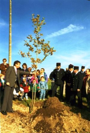 plantation du tilleul